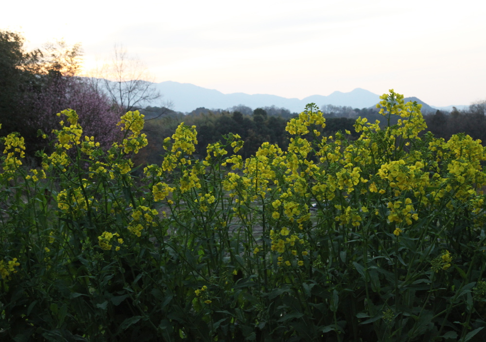 明日香　小原（おおはら）　梅　桜　菜の花_c0108146_21291964.jpg