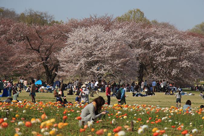 昭和記念公園　♪　みんなの原っぱ_e0295348_14105363.jpg