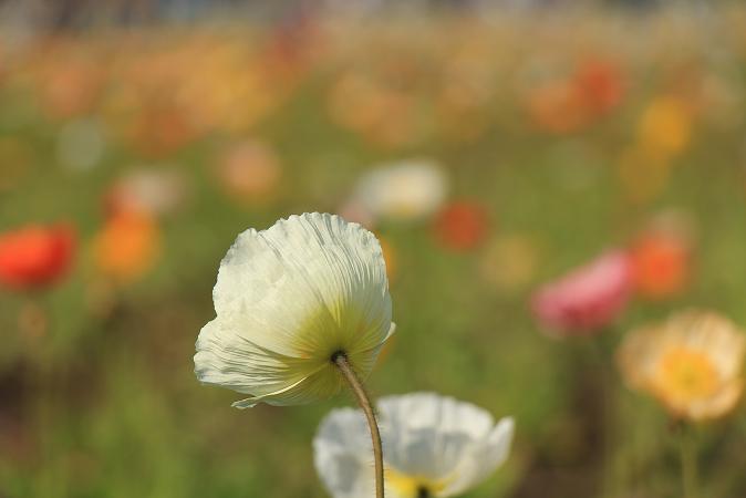 昭和記念公園　♪　みんなの原っぱ_e0295348_14114646.jpg