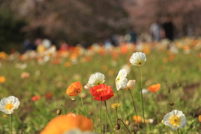 昭和記念公園　♪　みんなの原っぱ_e0295348_14123177.jpg