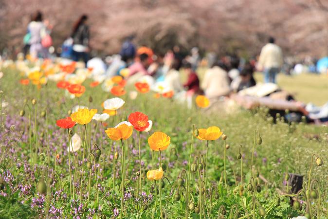 昭和記念公園　♪　みんなの原っぱ_e0295348_14221435.jpg