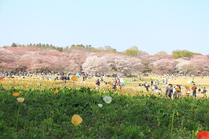 昭和記念公園　♪　みんなの原っぱ_e0295348_146244.jpg