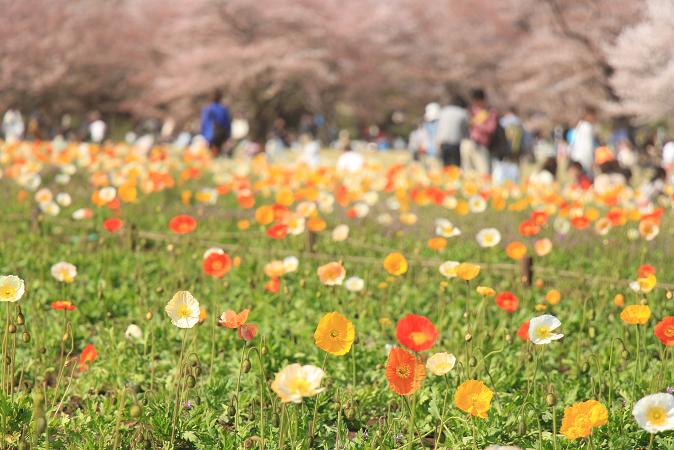 昭和記念公園　♪　みんなの原っぱ_e0295348_1492331.jpg