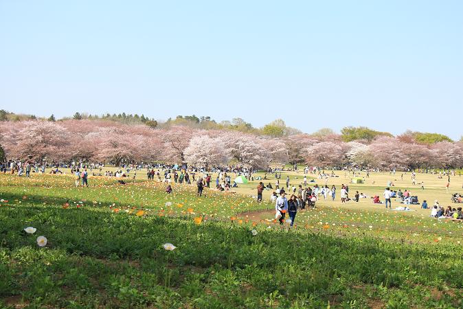 昭和記念公園　♪　みんなの原っぱ_e0295348_1515857.jpg