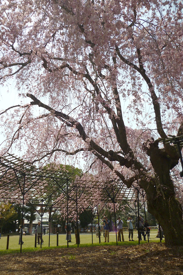 ぶらり京都-65 [上賀茂神社・斎王桜]_f0190950_14462757.jpg