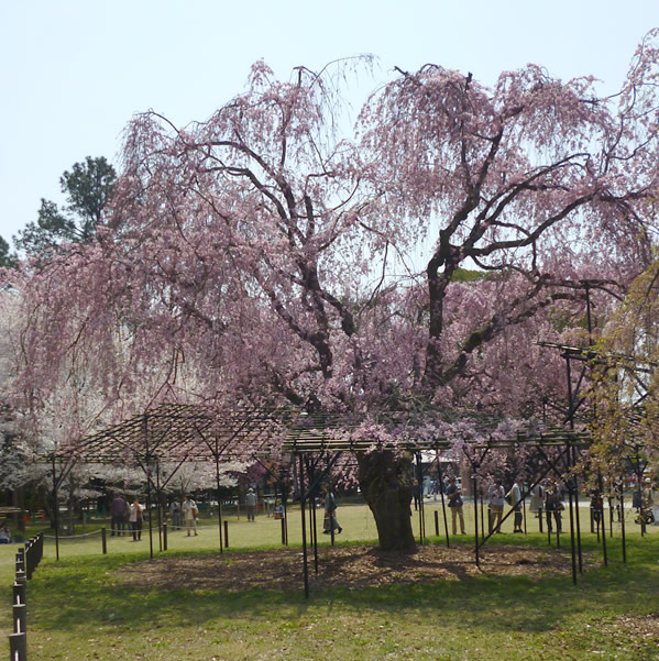 ぶらり京都-65 [上賀茂神社・斎王桜]_f0190950_14491048.jpg