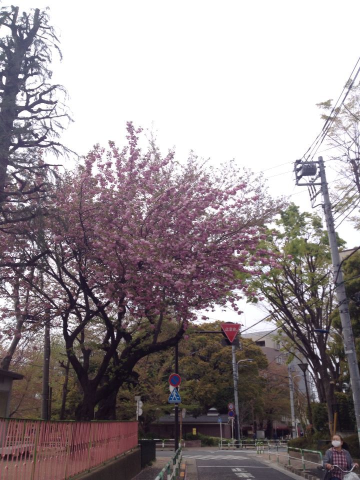 今日も「まだ桜」_b0021251_1432760.jpg