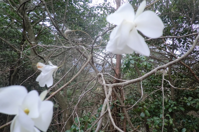 丹波の名峰 三尾山_b0227552_21255548.jpg