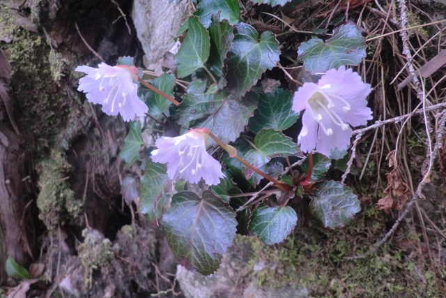 丹波の名峰 三尾山_b0227552_212740100.jpg