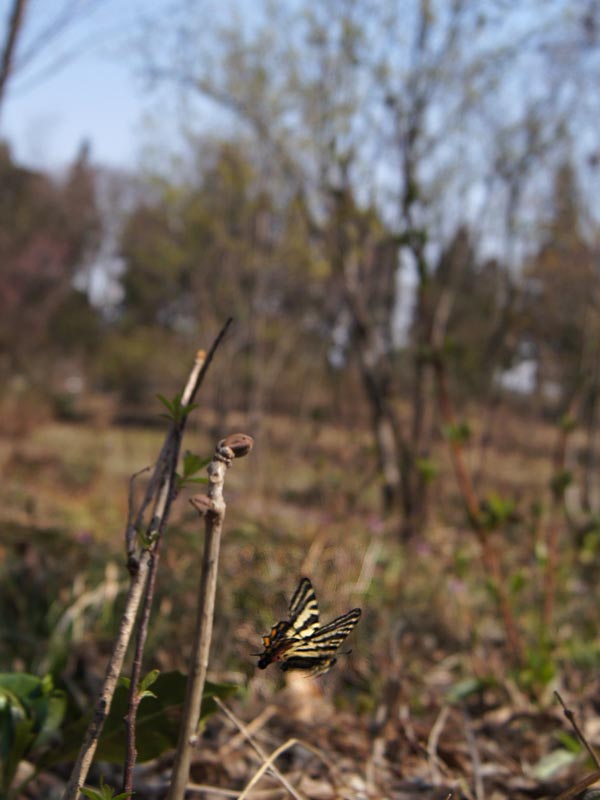 c0045352_10324018.jpg