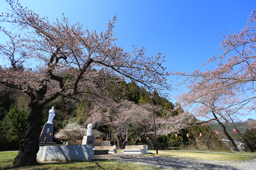 桜前線_b0223754_22595128.jpg