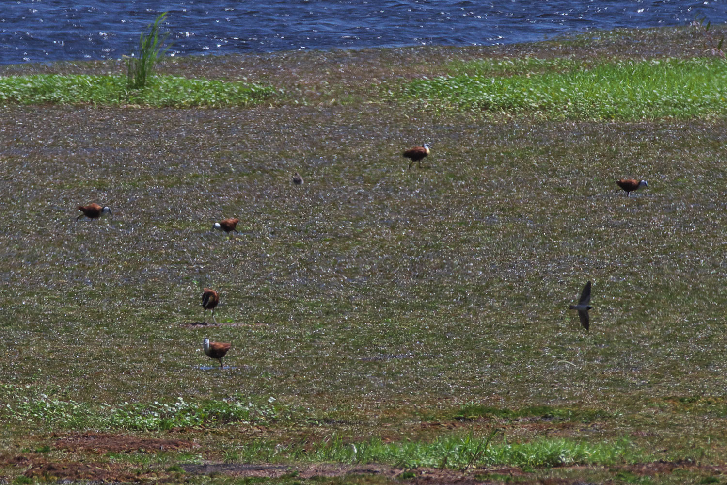 アフリカレンカク African Jacana ぼちぼち と 野鳥大好き O アフリカレンカク African Jacana ぼちぼち と 野鳥大好き O