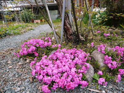株式会社旬援隊の春爛漫(2014年)_a0254656_18311216.jpg