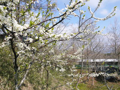 株式会社旬援隊の春爛漫(2014年)_a0254656_185561.jpg