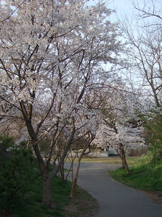 内灘町林帯遊歩道のサクラ_f0062159_12515659.jpg