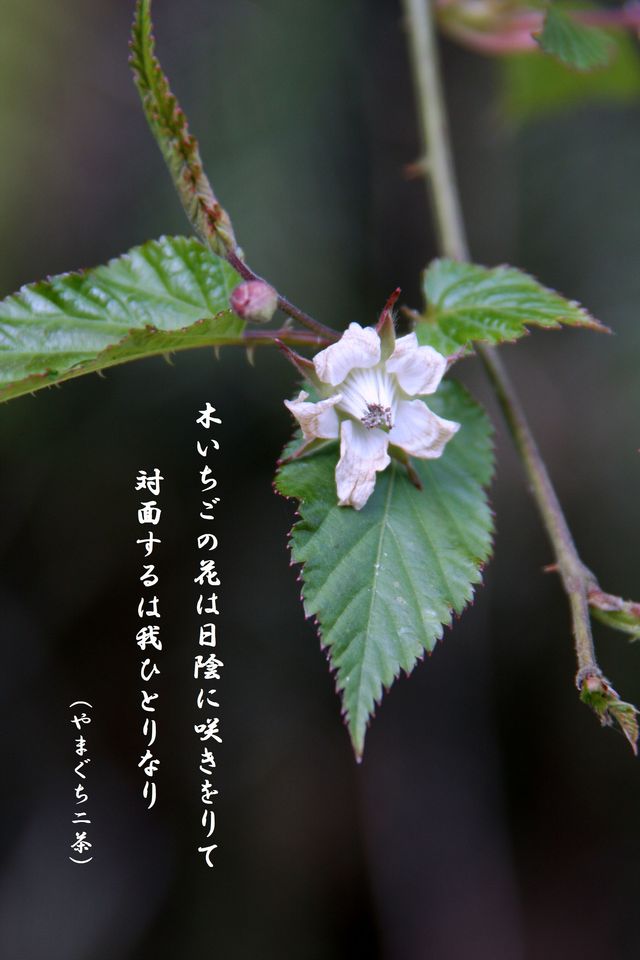 フォト一首　。。。。　木イチゴの花_d0244960_1624268.jpg