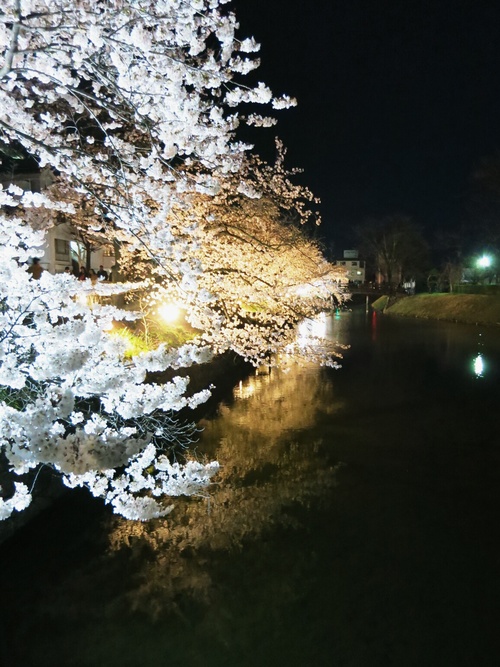 国宝 松本城～桜並木 光の回廊～夜桜見物 ＠松本_f0236260_21121918.jpg