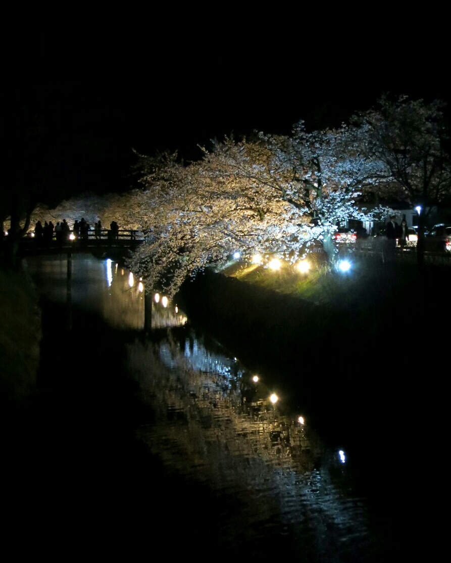 国宝 松本城～桜並木 光の回廊～夜桜見物 ＠松本_f0236260_21195546.jpg