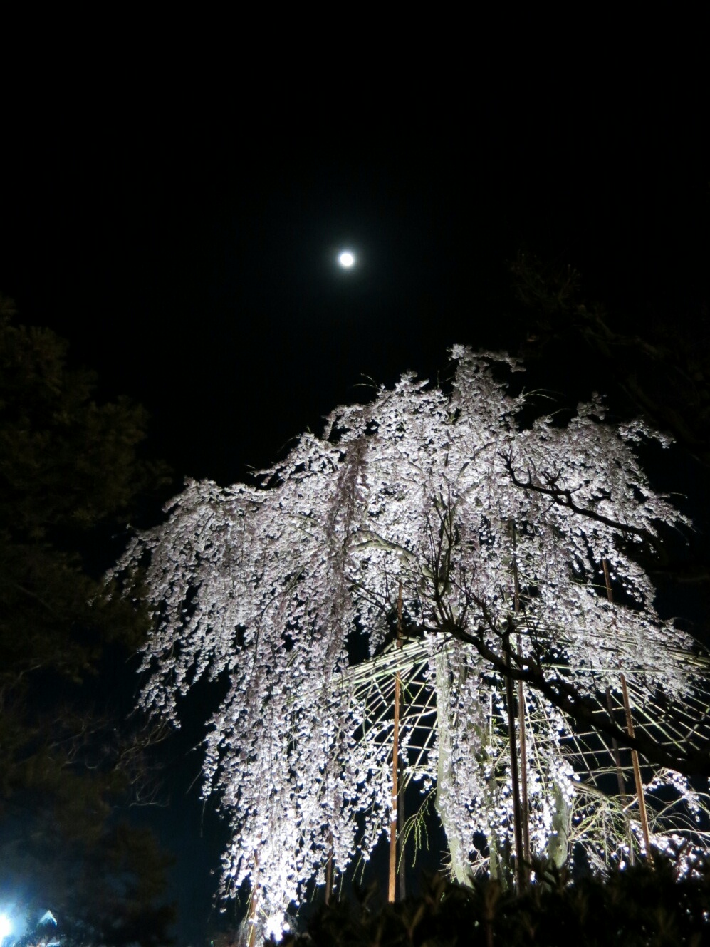 国宝 松本城～桜並木 光の回廊～夜桜見物 ＠松本_f0236260_21243575.jpg