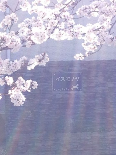 桜の季節_f0177261_1727736.jpg