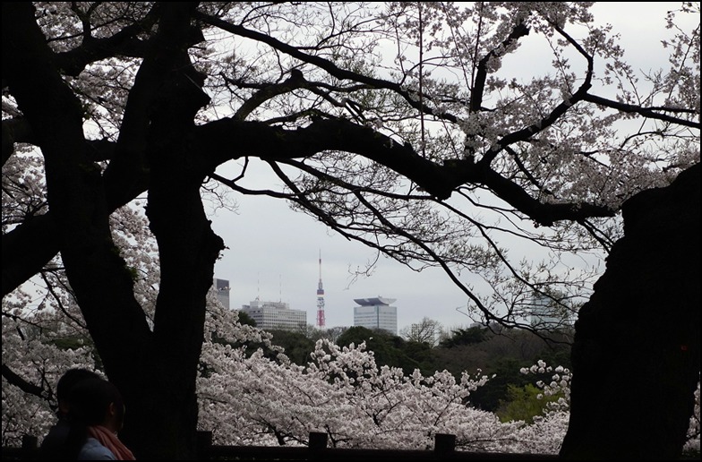 四月二日の乾門〜北の丸公園〜田安門〜九段〜千鳥ヶ淵緑道の 薄暮の桜_a0031363_1742129.jpg