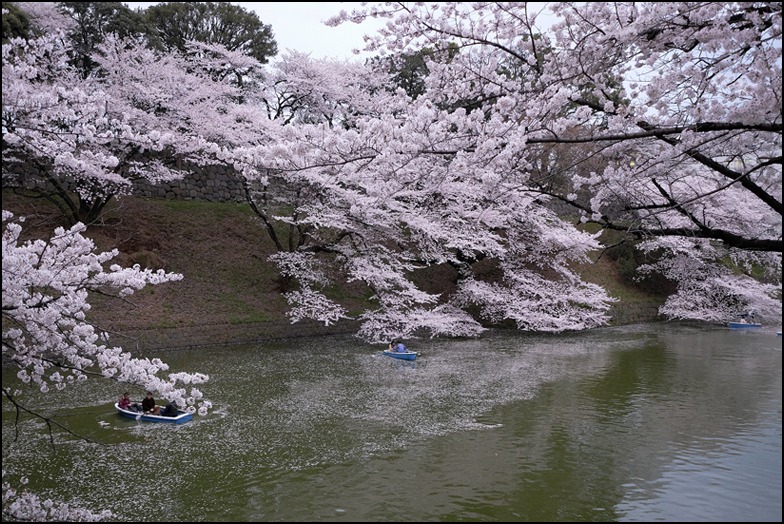 四月二日の乾門〜北の丸公園〜田安門〜九段〜千鳥ヶ淵緑道の 薄暮の桜_a0031363_17454560.jpg