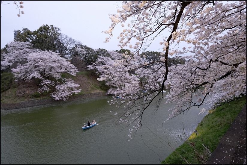 四月二日の乾門〜北の丸公園〜田安門〜九段〜千鳥ヶ淵緑道の 薄暮の桜_a0031363_17581244.jpg