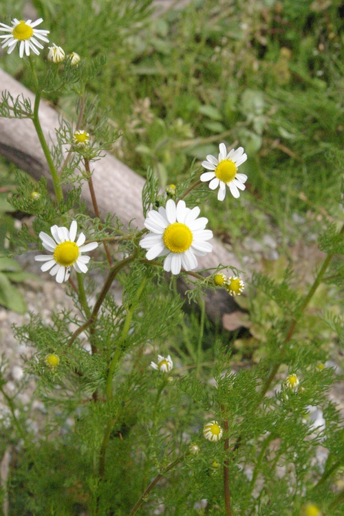 d0179763_2230368.jpg