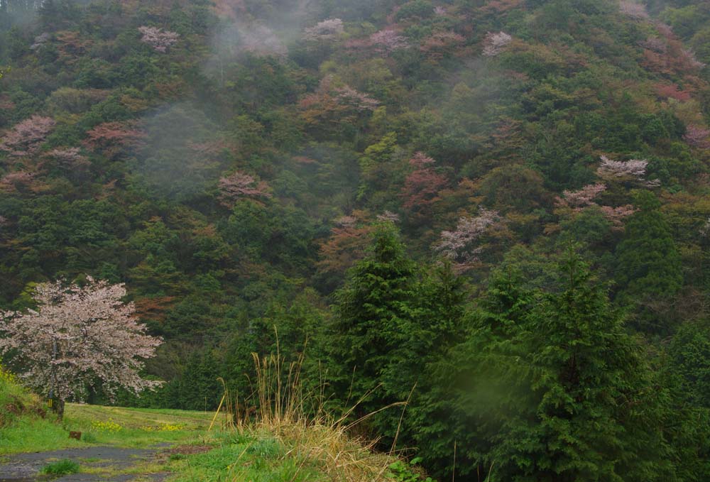 桜終焉　その参_c0116464_22484227.jpg