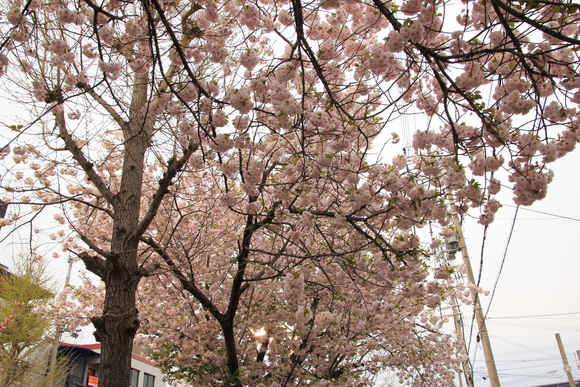 阪急箕面線　八重桜_d0202264_21553624.jpg