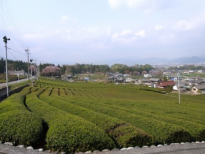 池田山麓　いび茶_f0106664_1448098.jpg