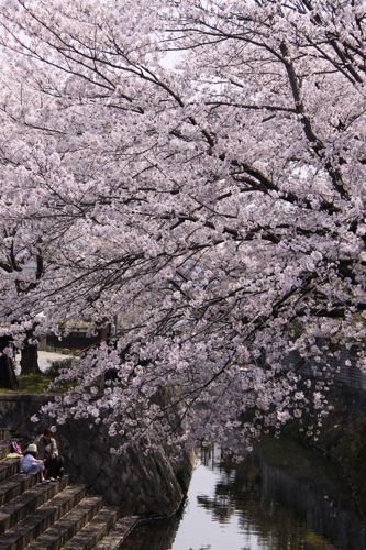 草津　立木神社の桜２０１４_b0286869_19365026.jpg