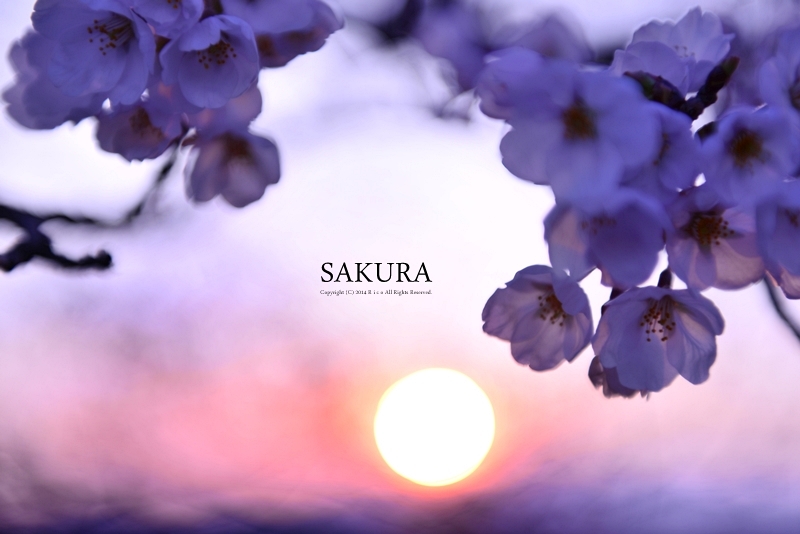 桜に恋して..._f0300369_11025528.jpg