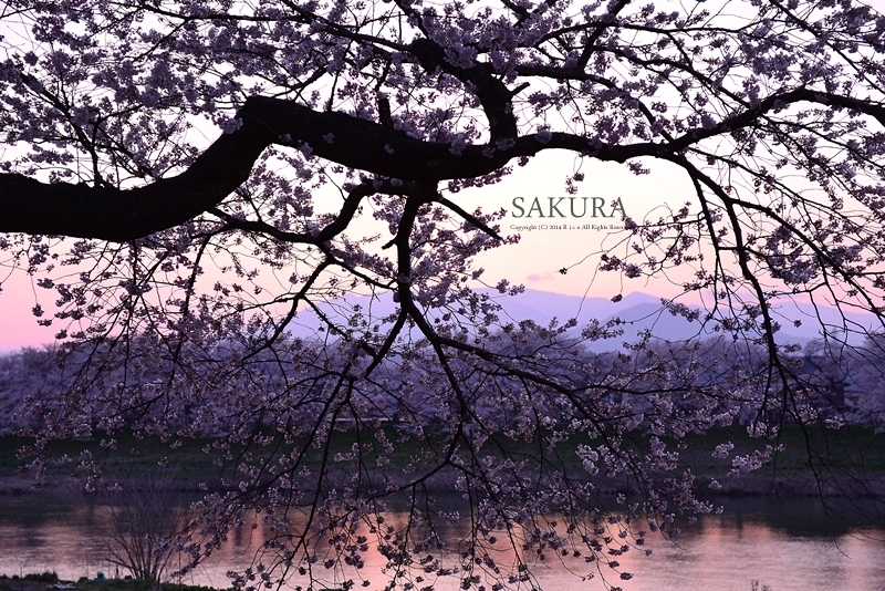 桜に恋して..._f0300369_11035146.jpg