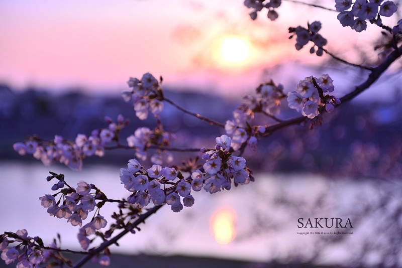 桜に恋して..._f0300369_11043224.jpg