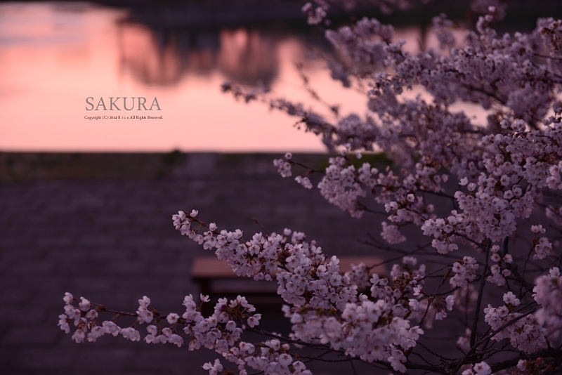 桜に恋して..._f0300369_11045359.jpg