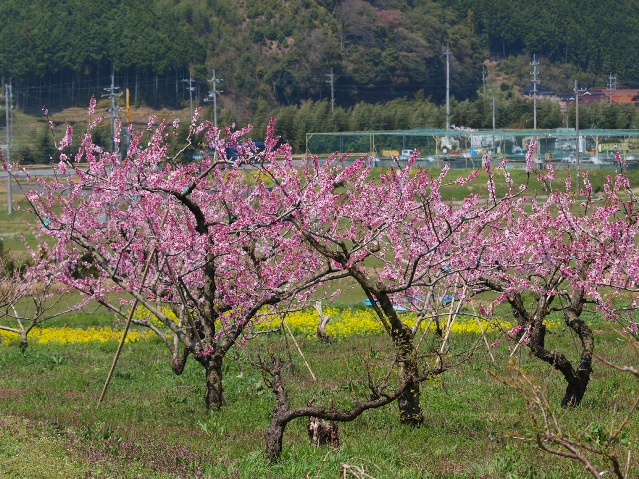 桃の里から_d0177570_1533028.jpg