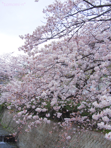 王子公園東側にある川の桜_a0172271_951643.jpg