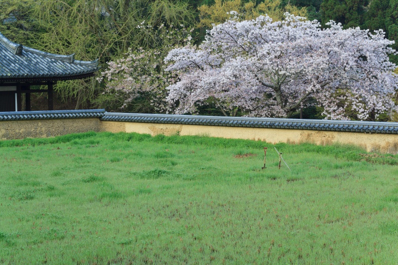 春色の境内-3　　東大寺に魅せられて35_a0314571_0313433.jpg