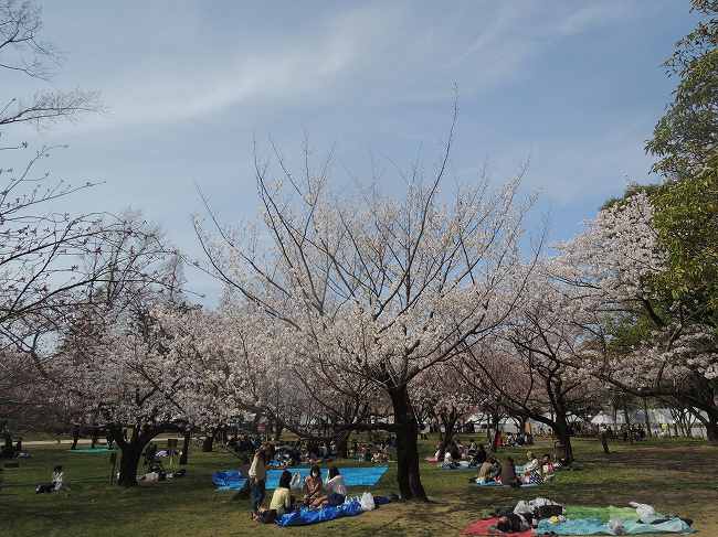 駿府公園の桜_b0007571_11414254.jpg