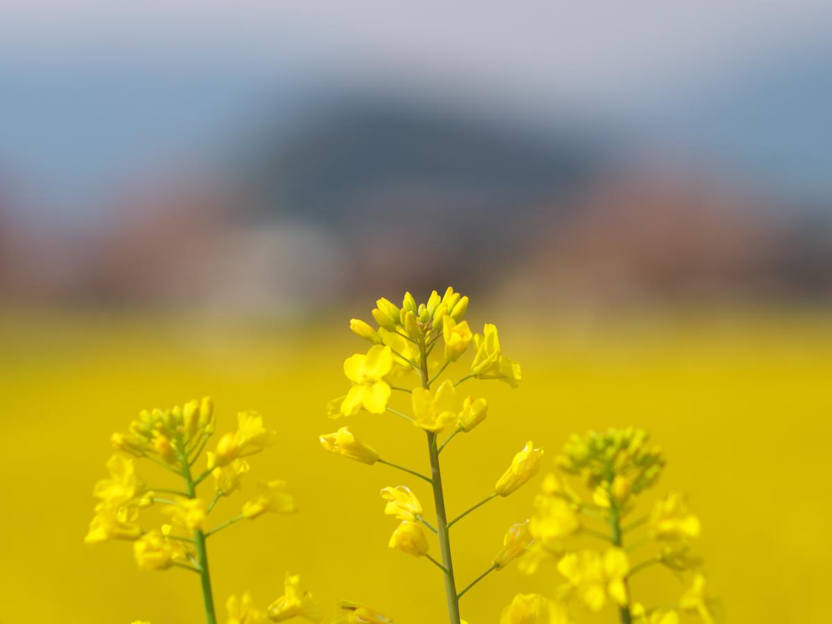 PENTAX ペンタックス SMC Takumar タクマー 85mm f1.8