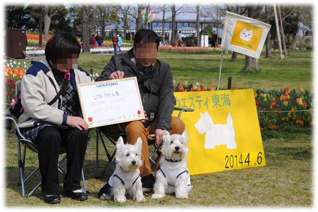 ♪ ダニエル チューリップ祭り2014 可愛い白犬さん＆チューリップ(*ﾟ▽ﾟ*)  ♪_b0242873_10312484.png