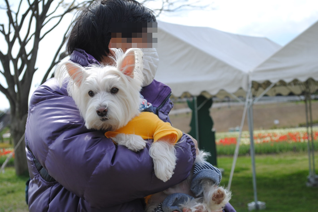 ♪ ダニエル チューリップ祭り2014 可愛い白犬さん＆チューリップ(*ﾟ▽ﾟ*)  ♪_b0242873_10462533.png