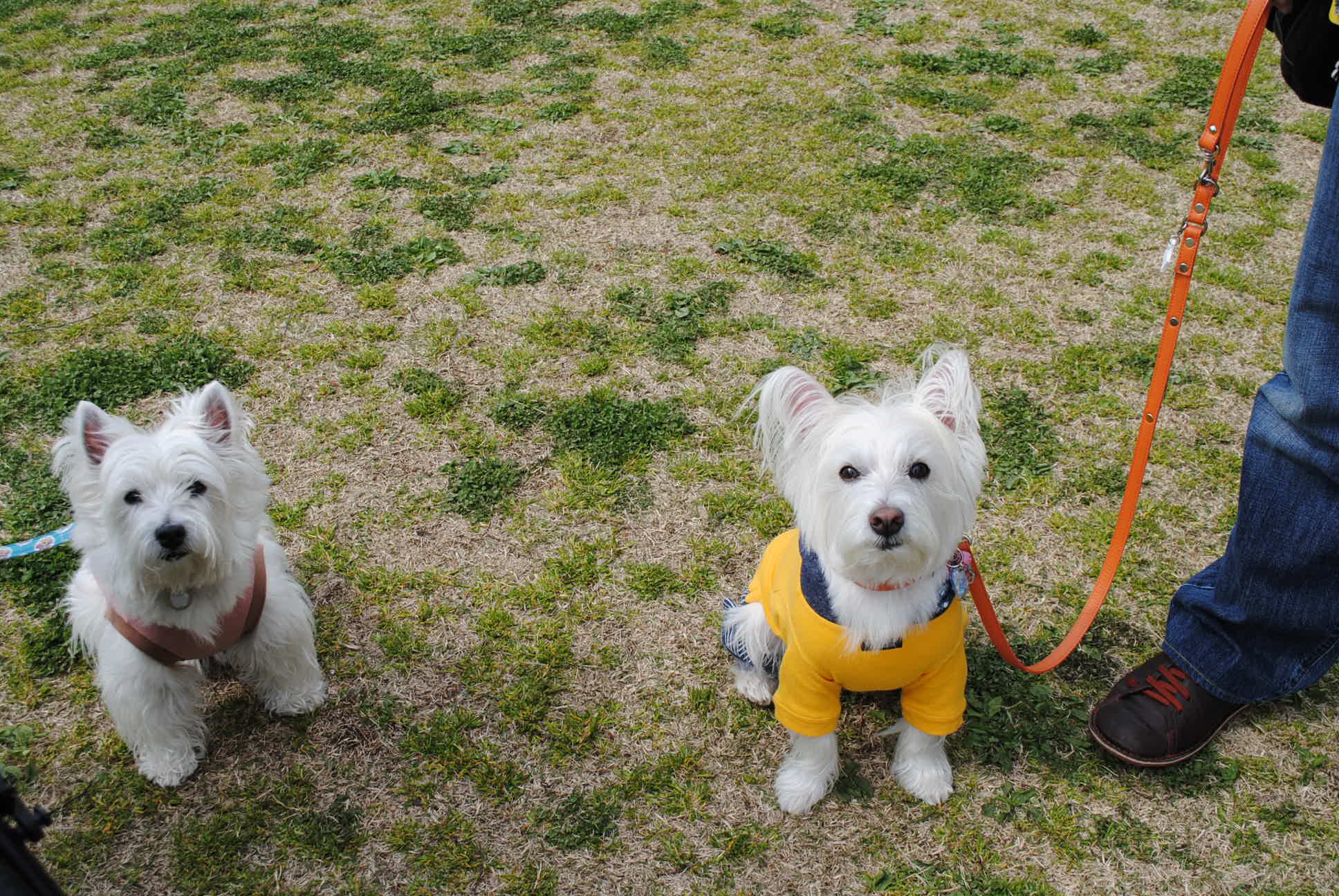 ♪ ダニエル チューリップ祭り2014 可愛い白犬さん＆チューリップ(*ﾟ▽ﾟ*)  ♪_b0242873_10481451.jpg