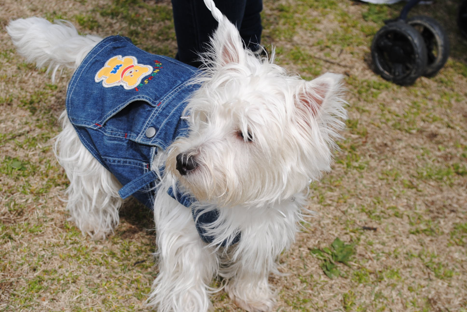 ♪ ダニエル チューリップ祭り2014 可愛い白犬さん＆チューリップ(*ﾟ▽ﾟ*)  ♪_b0242873_10502570.jpg