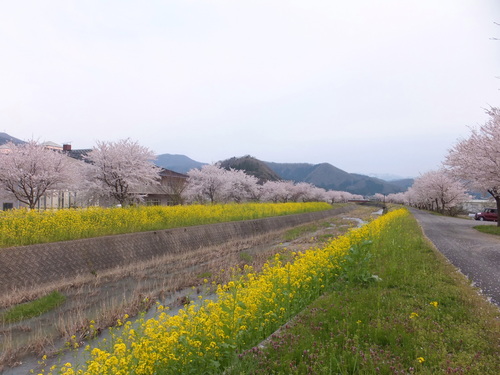 桜と菜の花のコラボ_c0022275_16102923.jpg