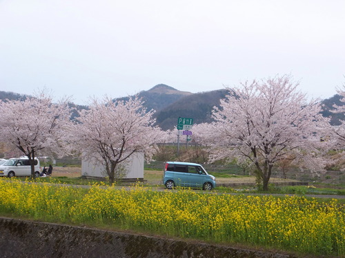 桜と菜の花のコラボ_c0022275_1610753.jpg