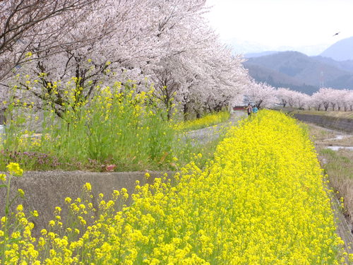 桜と菜の花のコラボ_c0022275_1612377.jpg