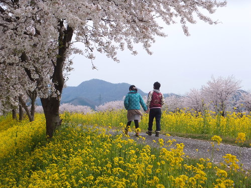 桜と菜の花のコラボ_c0022275_1612593.jpg