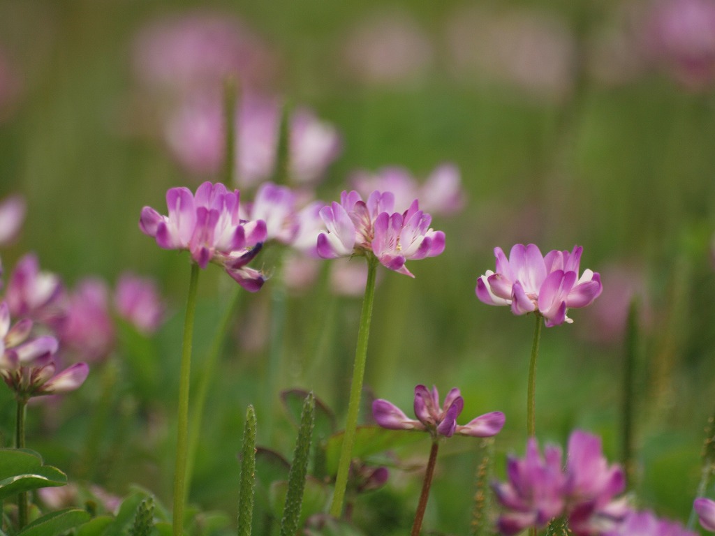 紫雲英 ゲンゲ 咲く頃 自然風の自然風だより